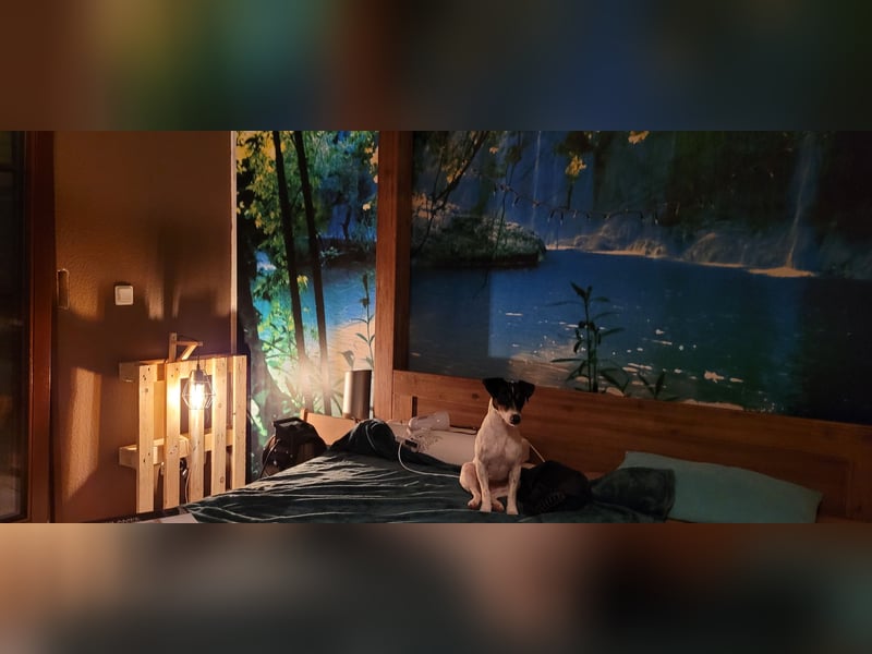 Süße Jack Russel Hündin abzugeben