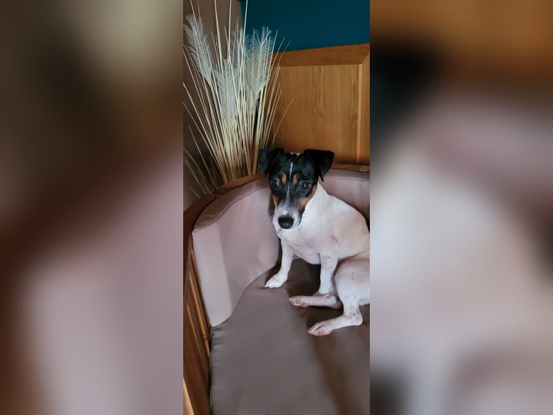 Süße Jack Russel Hündin abzugeben