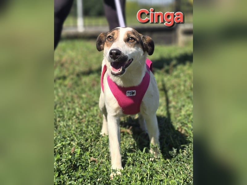 Cinga❤️