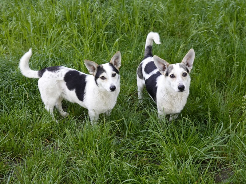 Mara und Max wünschen sich ein neues Zuhause