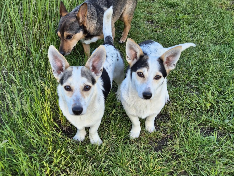 Mara und Max wünschen sich ein neues Zuhause