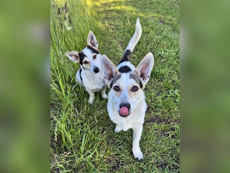 Mara und Max wünschen sich ein neues Zuhause