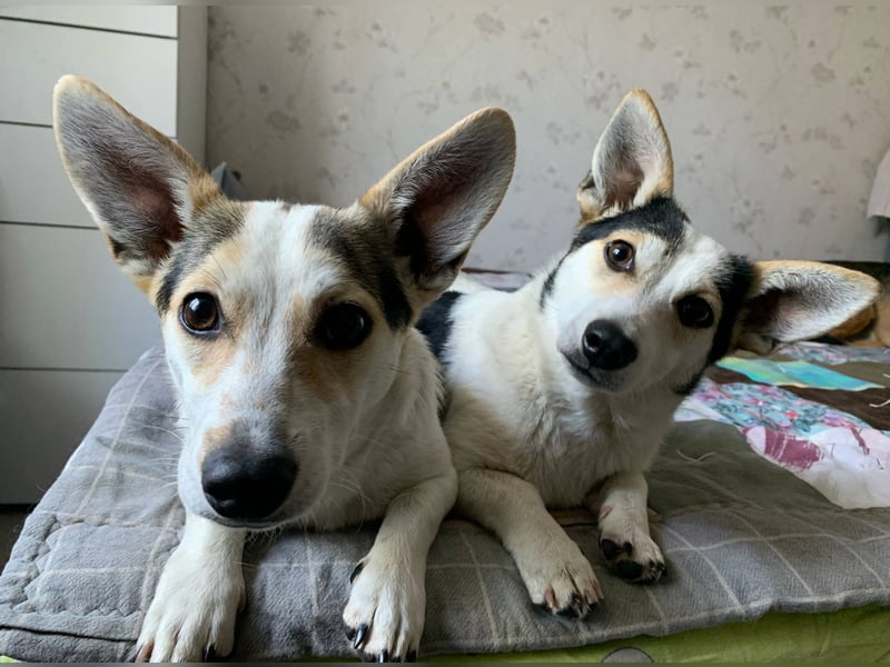 Mara und Max wünschen sich ein neues Zuhause