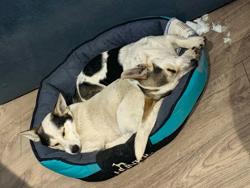 Mara und Max wünschen sich ein neues Zuhause