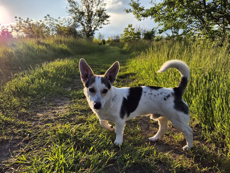 Zwei Jack Russell Terrier-Mixe suchen gemeinsam ein neues Zuhause