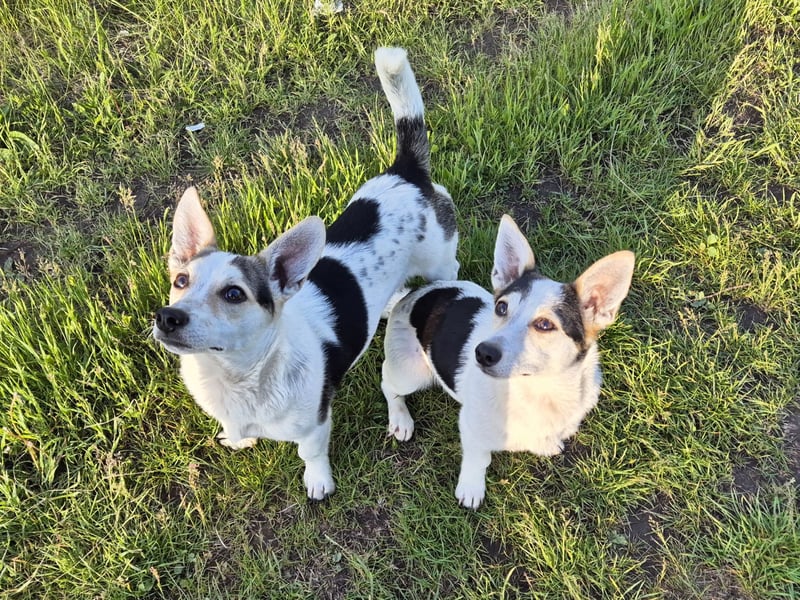 Mara und Max wünschen sich ein neues Zuhause