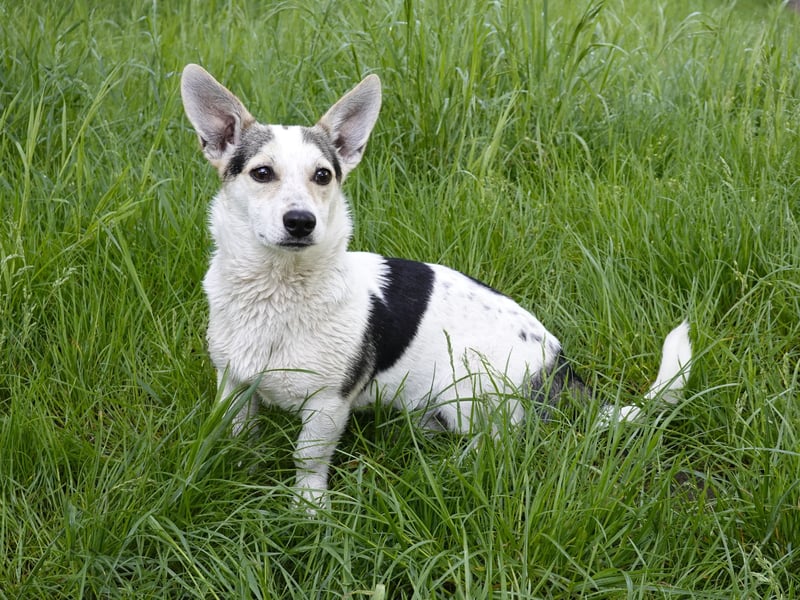 Mara und Max wünschen sich ein neues Zuhause