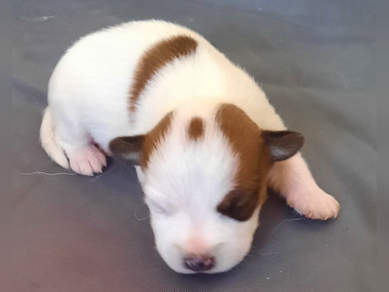 Jack Russel Rauhaar Terrier