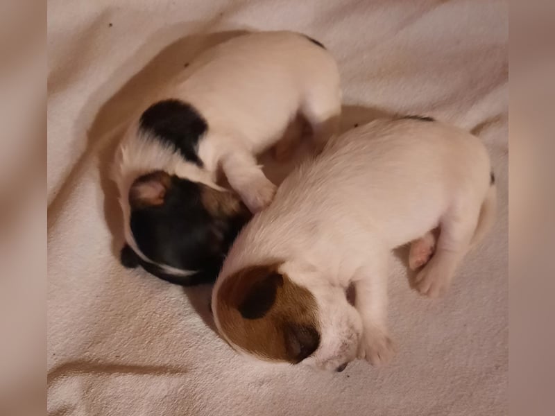 Jack Russel Rauhaar Terrier