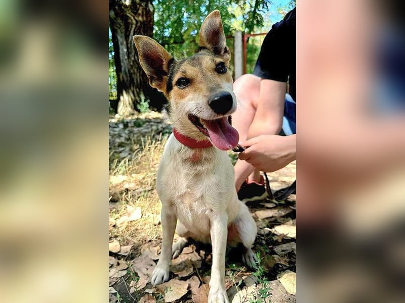 ❤️ lebenslustige kleine ROXY - 3 Jahre, 38cm/8kg - Jack Russell-Mix