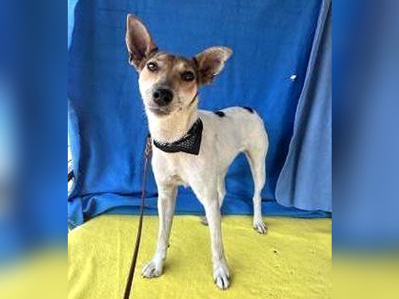 ❤️ lebenslustige kleine ROXY - 3 Jahre, 38cm/8kg - Jack Russell-Mix