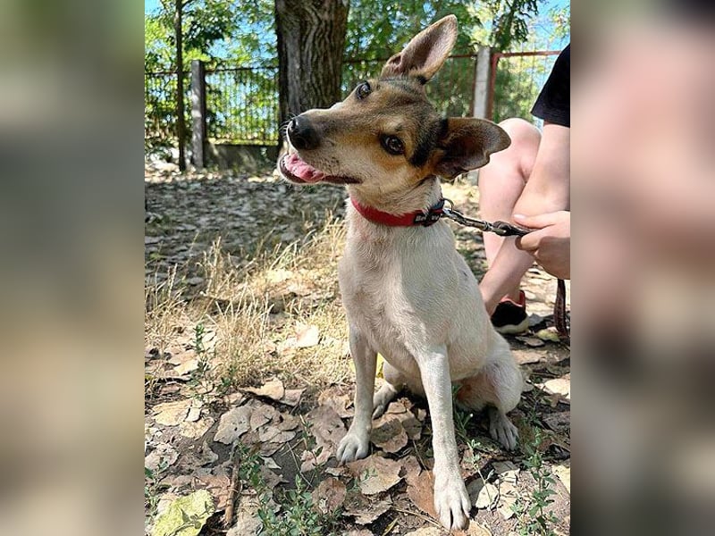 ❤️ lebenslustige kleine ROXY - 3 Jahre, 38cm/8kg - Jack Russell-Mix