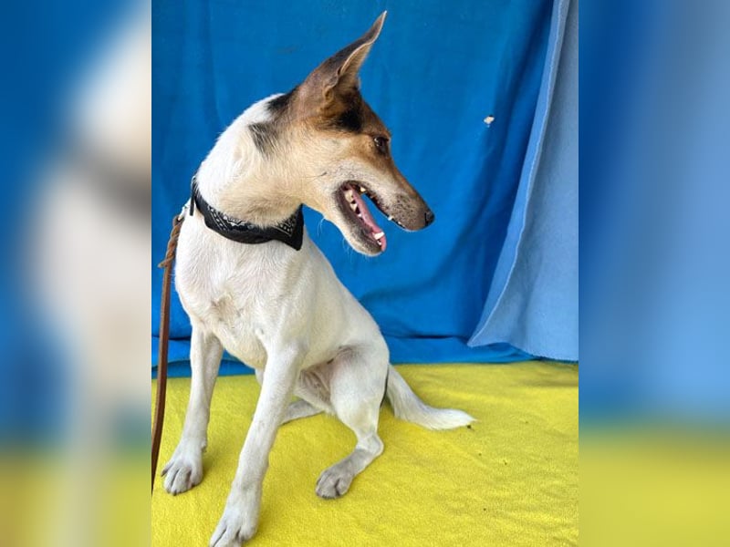 Sonnenschein ROXY - 3 Jahre, 38cm/8kg - Jack Russell-Mix
