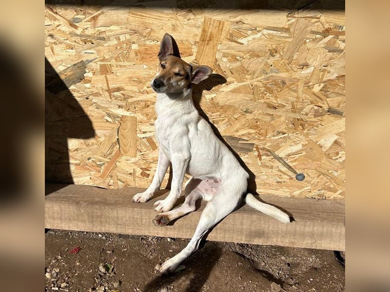 ❤️ lebenslustige kleine ROXY - 3 Jahre, 38cm/8kg - Jack Russell-Mix