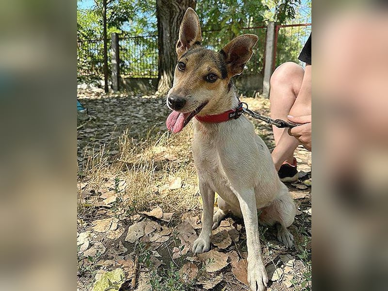❤️ lebenslustige kleine ROXY - 3 Jahre, 38cm/8kg - Jack Russell-Mix