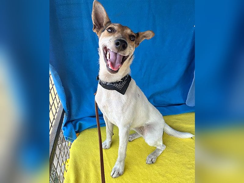 ❤️ lebenslustige kleine ROXY - 3 Jahre, 38cm/8kg - Jack Russell-Mix