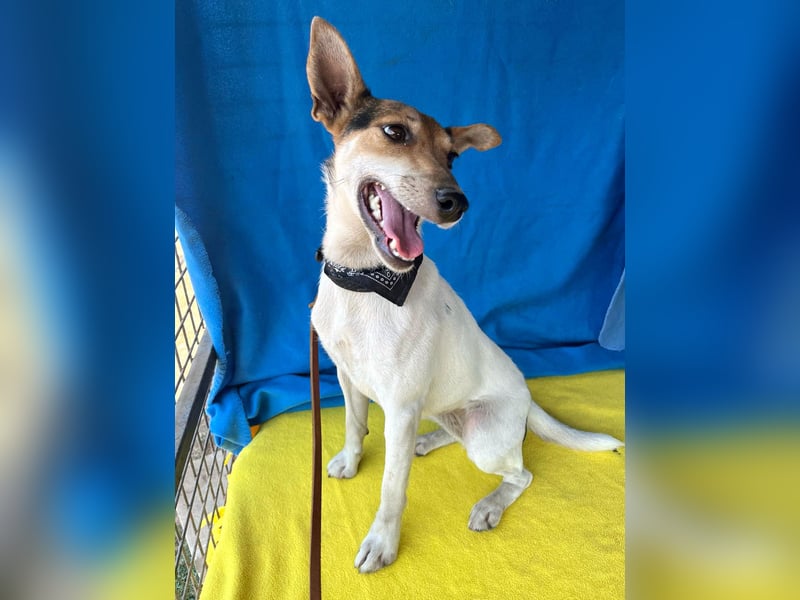 ❤️ lebenslustige kleine ROXY - 3 Jahre, 38cm/8kg - Jack Russell-Mix