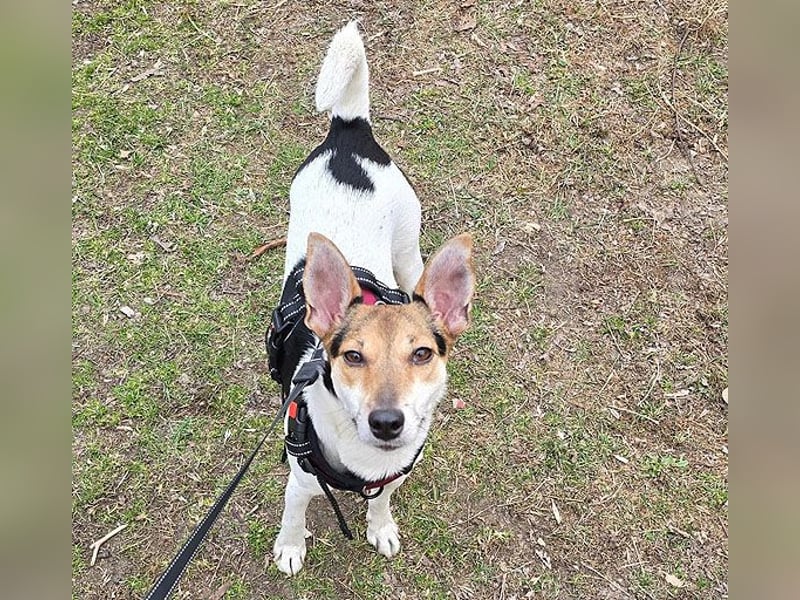 ❤️ lebenslustige kleine ROXY - 3 Jahre, 38cm/8kg - Jack Russell-Mix