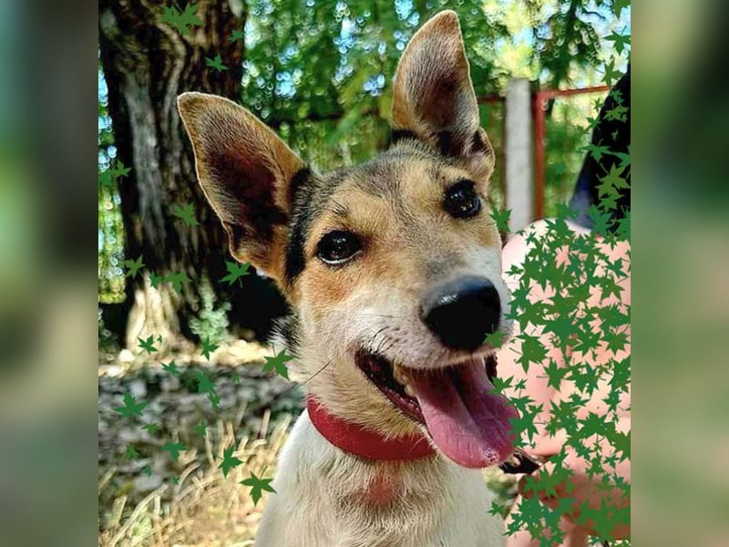 ❤️ lebenslustige kleine ROXY - 3 Jahre, 38cm/8kg - Jack Russell-Mix