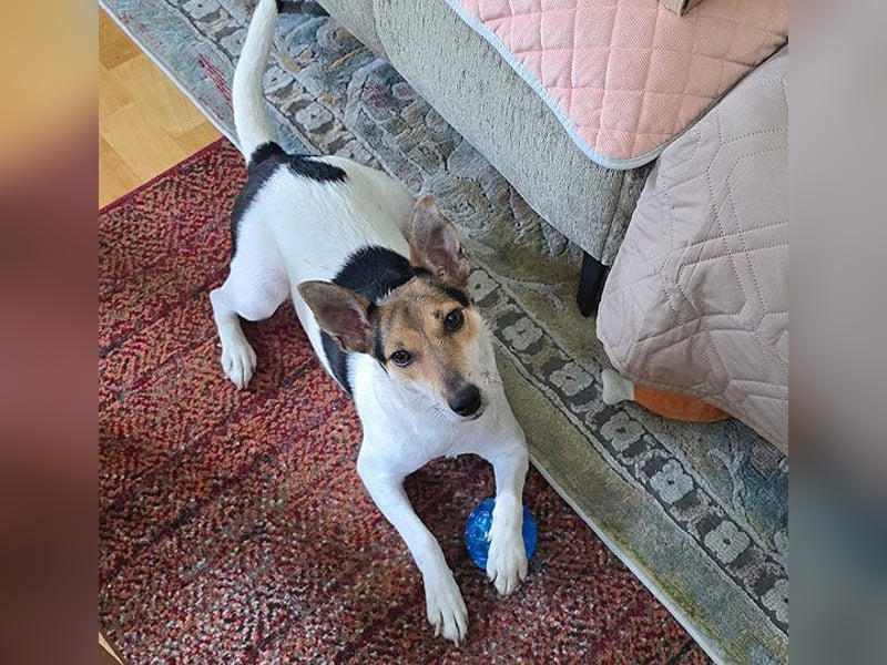 ❤️ lebenslustige kleine ROXY - 3 Jahre, 38cm/8kg - Jack Russell-Mix