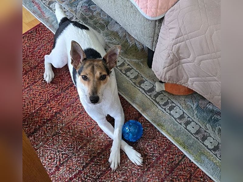 ❤️ lebenslustige kleine ROXY - 3 Jahre, 38cm/8kg - Jack Russell-Mix