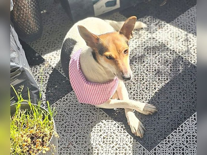 Sonnenschein ROXY - 3 Jahre, 38cm/8kg - Jack Russell-Mix