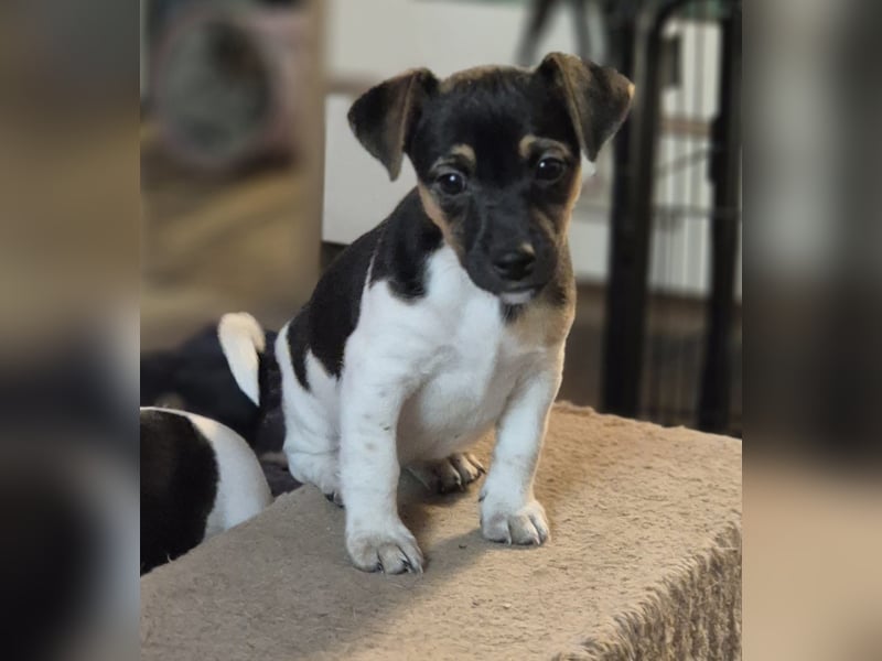 Fox Terrier Hunderasse Parson Russell Parson Terrier Jack Russell