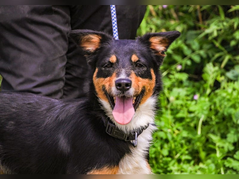 Jackie, Mix Jack Russel Terrier / Border Collie