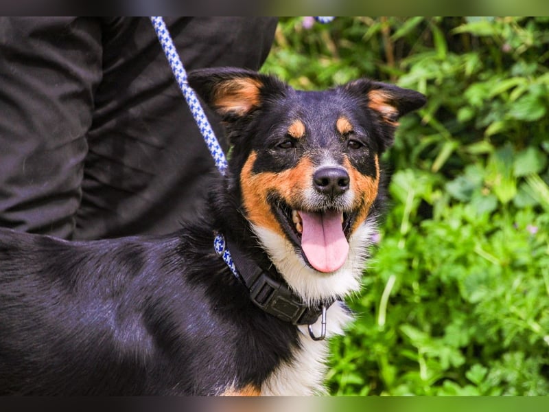 Jackie, Mix Jack Russel Terrier / Border Collie