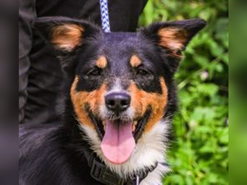Jackie, Mix Jack Russel Terrier / Border Collie