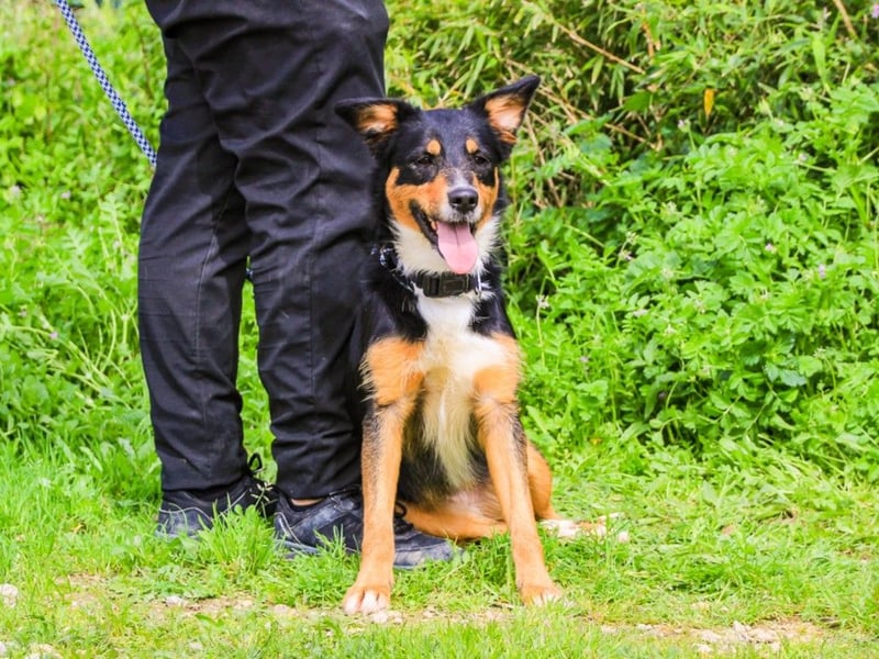 Jackie, Mix Jack Russel Terrier / Border Collie