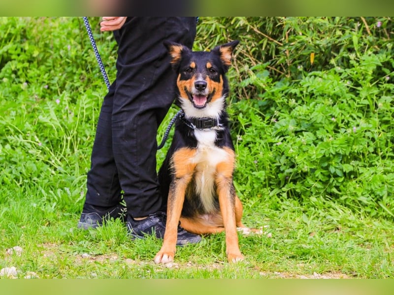 Jackie, Mix Jack Russel Terrier / Border Collie