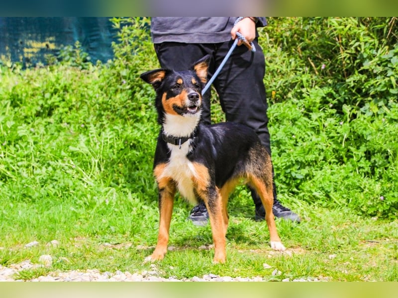 Jackie, Mix Jack Russel Terrier / Border Collie