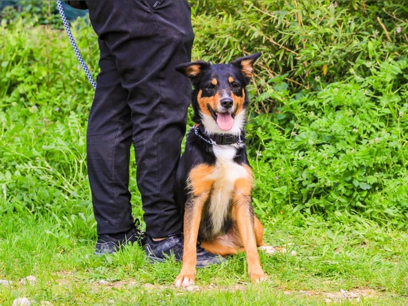 Jackie, Mix Jack Russel Terrier / Border Collie