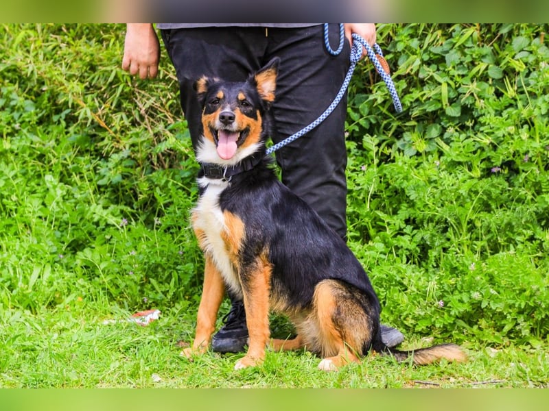 Jackie, Mix Jack Russel Terrier / Border Collie
