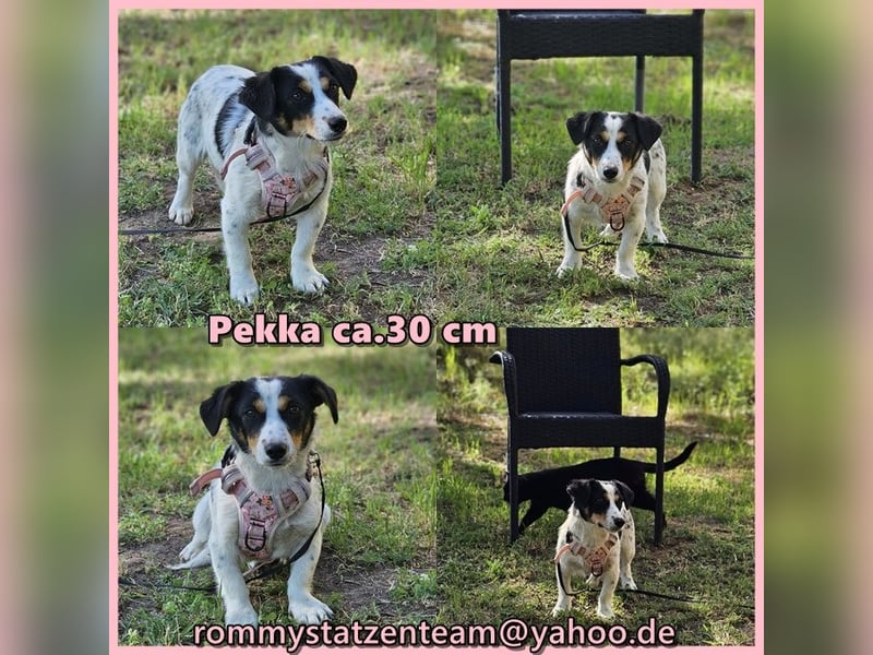 Pekka freut sich über kleine Aufgaben