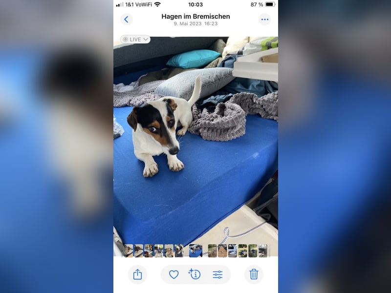 Jack Russel Terrier Welpen abzugeben