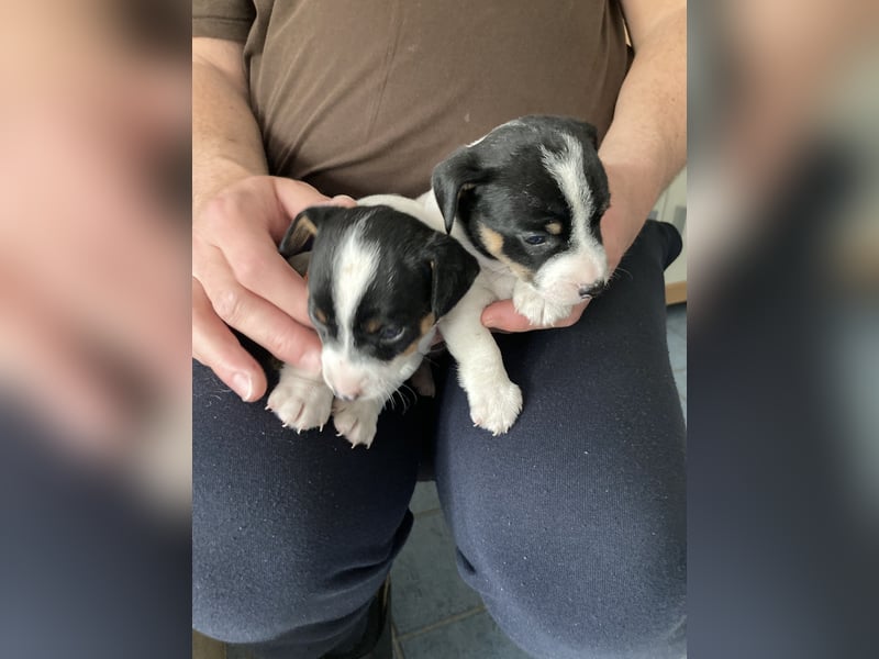 Jack Russel Terrier Welpen abzugeben