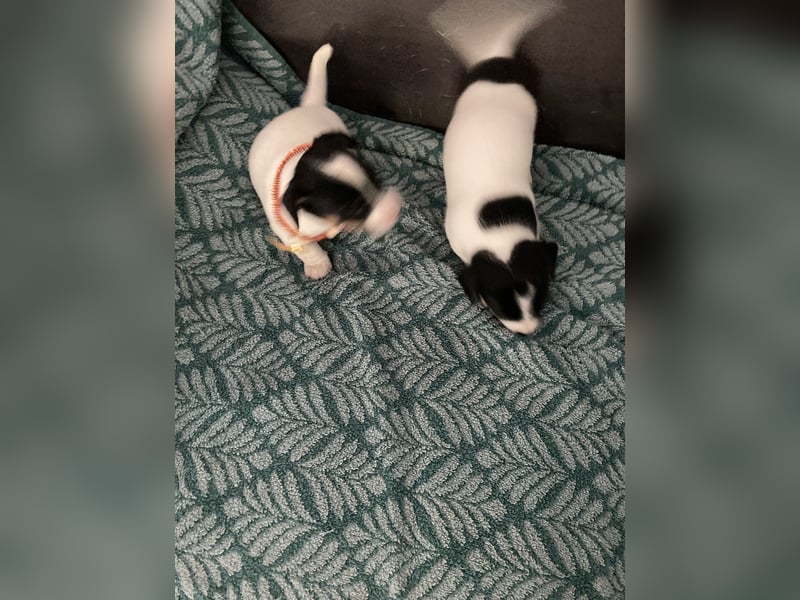 Jack Russel Terrier Welpen abzugeben