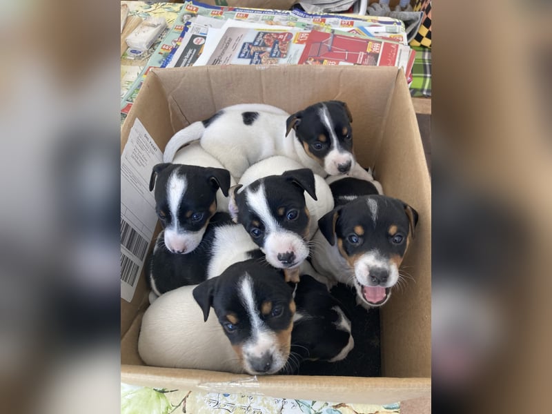 Jack Russel Terrier Welpen abzugeben