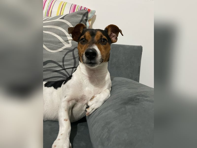 Jack Russel Terrier Welpen abzugeben