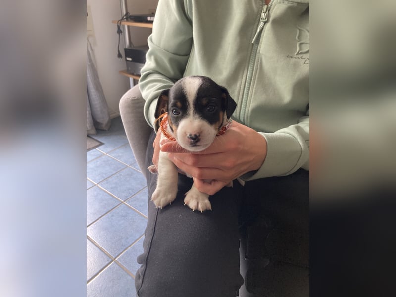 Jack Russel Terrier Welpen abzugeben