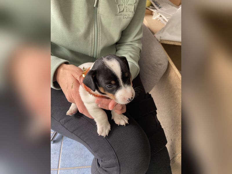 Jack Russel Terrier Welpen abzugeben