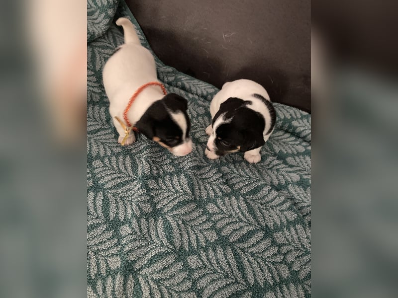 Jack Russel Terrier Welpen abzugeben