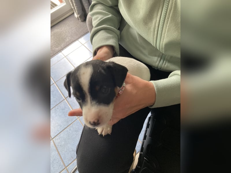 Jack Russel Terrier Welpen abzugeben