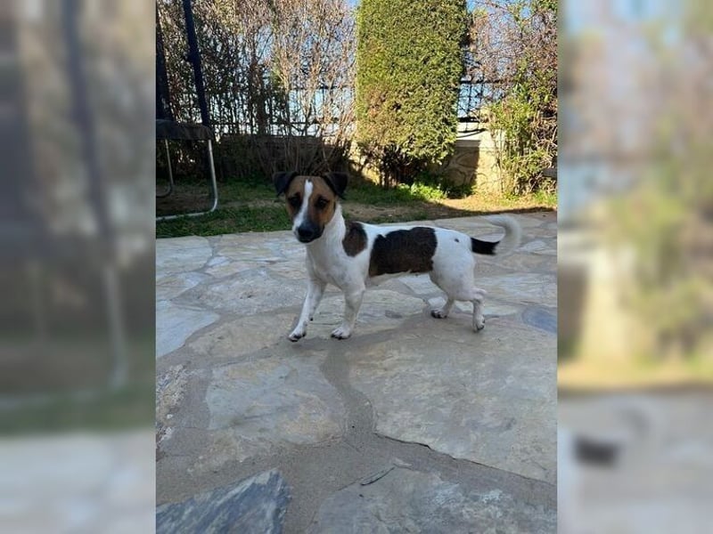 Jack Russel Hündin Fika