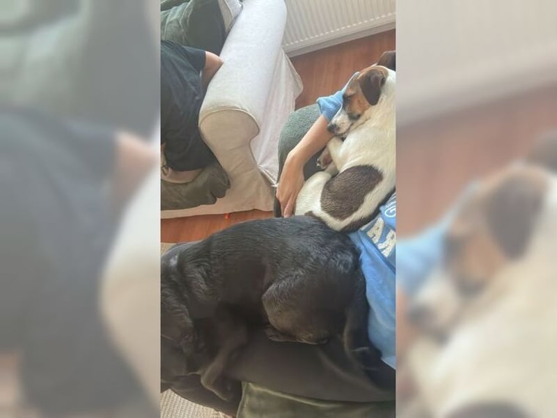 Jack Russel Hündin Fika