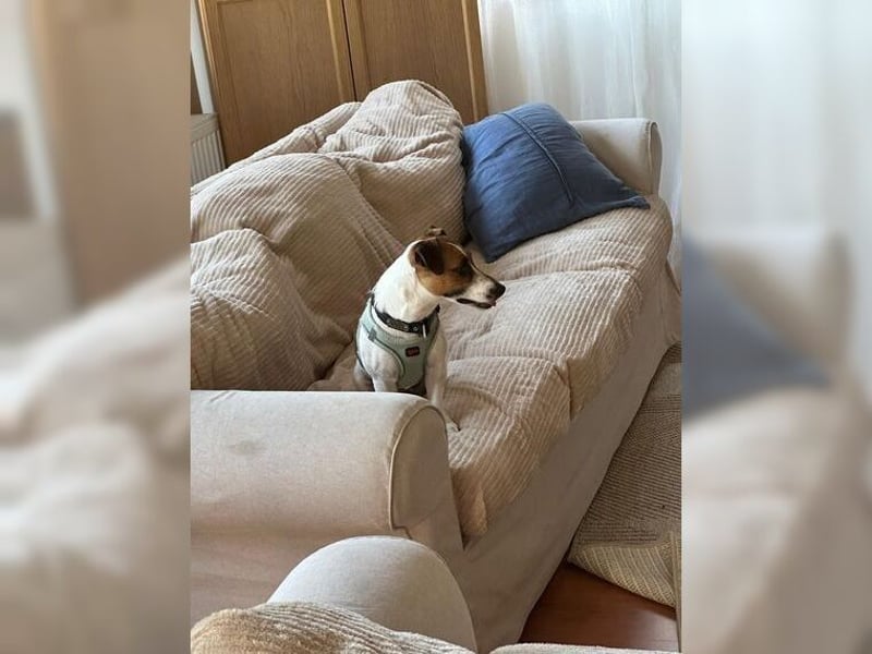 Jack Russel Hündin Fika