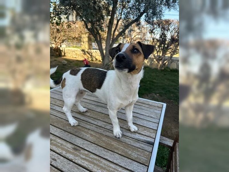 Jack Russel Hündin Fika
