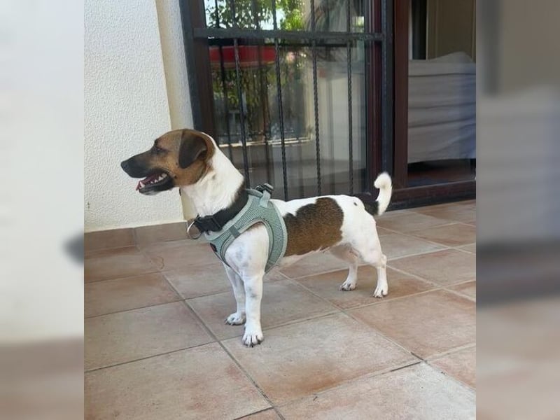 Jack Russel Hündin Fika